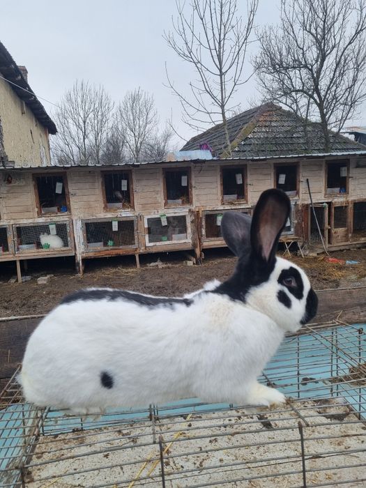 Mascul Fluture German