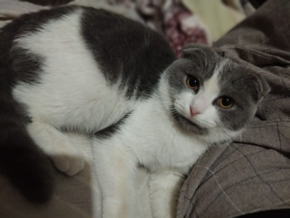 Scottish fold mushugi