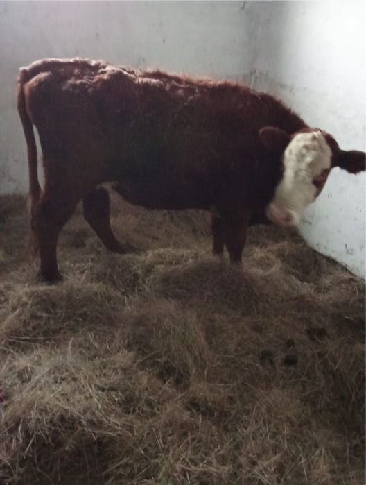 Продается первотелка с теленком