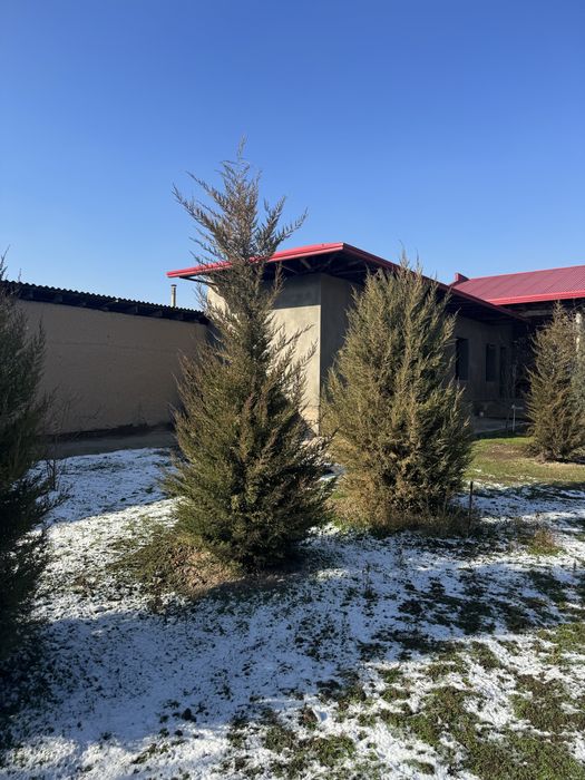 Archa sotiladi арча сотилади