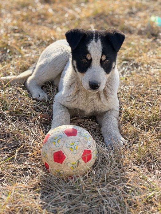 Собака неизвестной породы