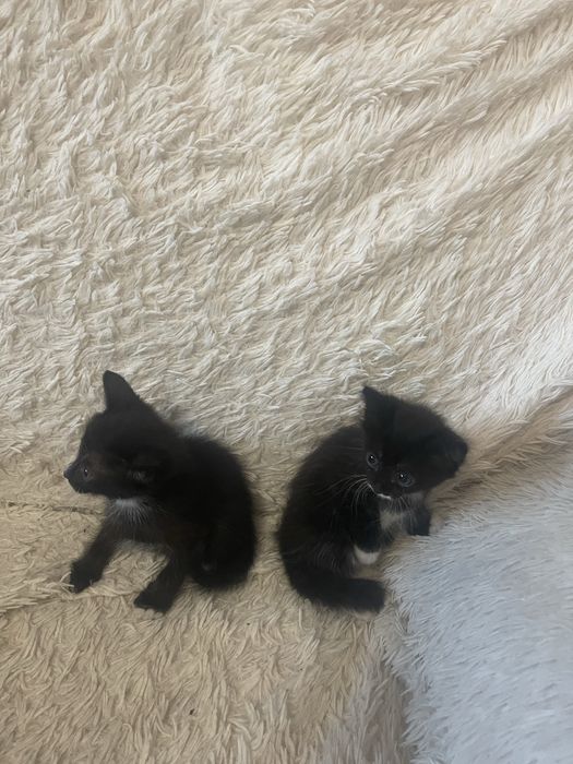 Отдадим котят в добрые руки