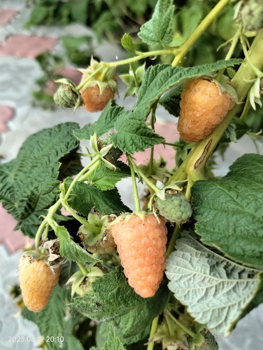 Продам саженцы малины ремонтантной