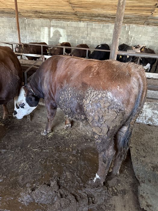 Продам 15 быков с откорма