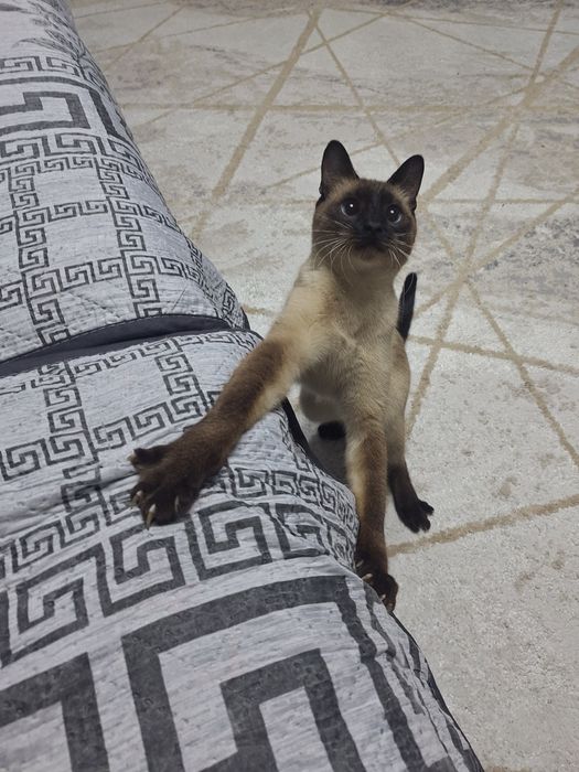 Сиамский кот кастрированный