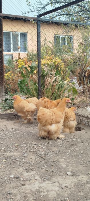 Продам семью палевого кохинхина