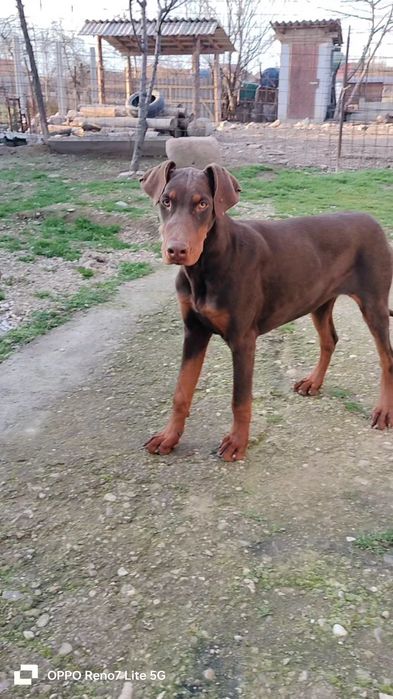 Femela doberman maro