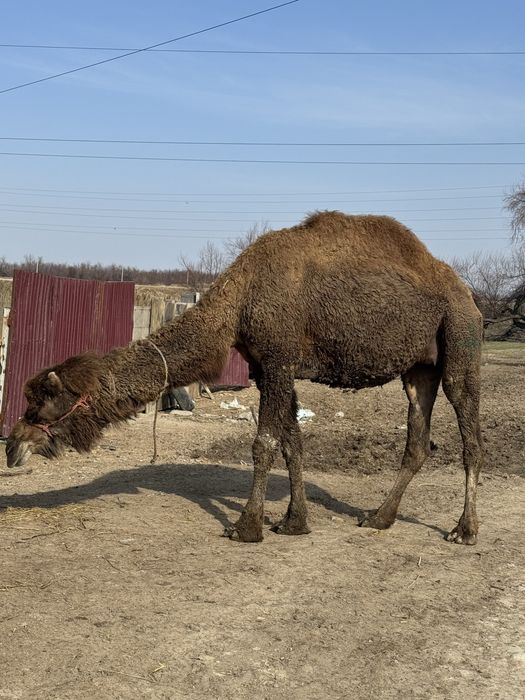 Оптом қымыз шұбат сүт өнімдері
