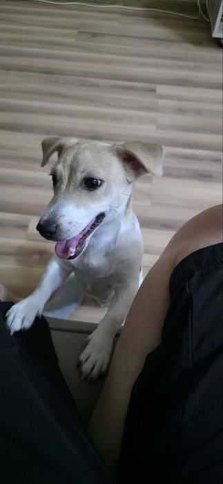 Отдам собаку в зорошие руки