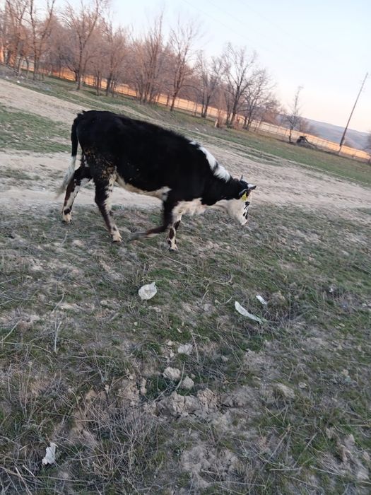 Сүтті құнажын сатылады