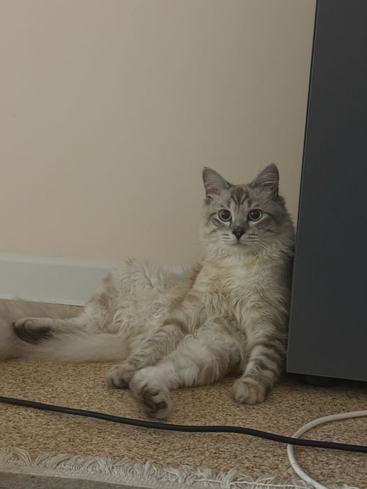 Отдам кота в добрые руки Город Уральск.