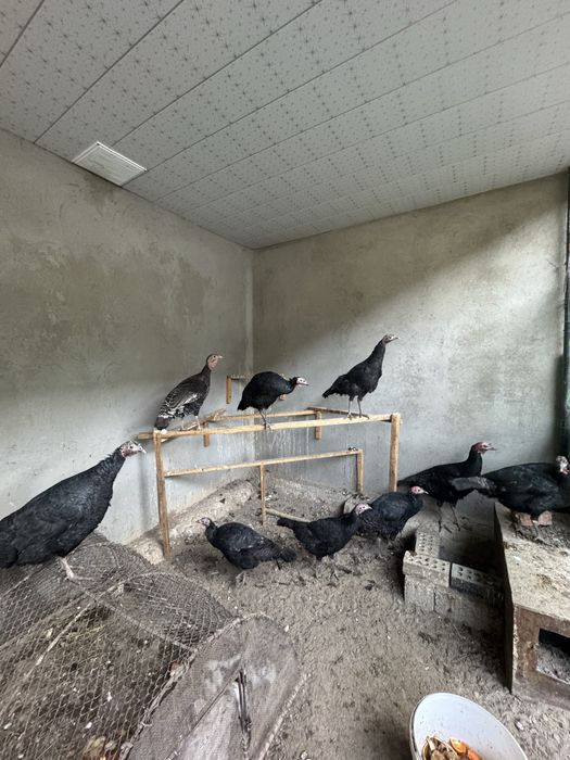 Kurkalar sotiladi yaxshilari sog’lom 9 ta bor