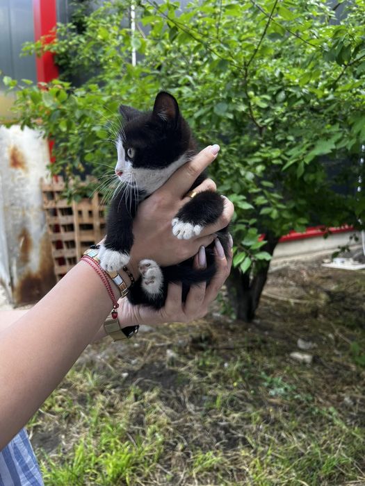 Подаряват се котенца