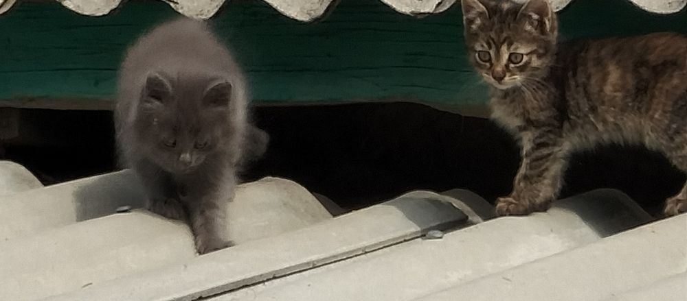 Отдам котят в добрые руки