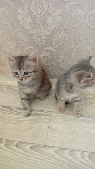Отдам котят в добрые руки