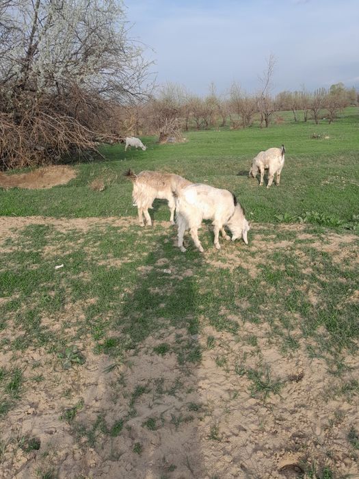 3 бас Ешкі сатылады