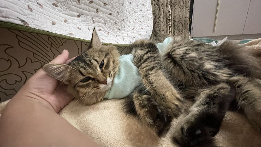 кошка стерилизованная