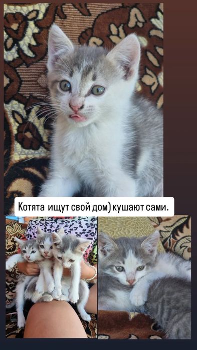 Отдам котят в добрые руки