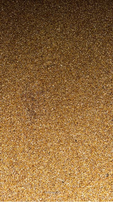 Кукуруза отличный кочества 300 тонн