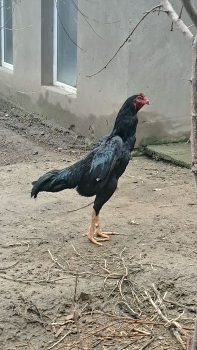 Бойцовый петухи дакан