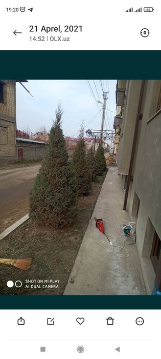 Archa kesish dorilash xizmati