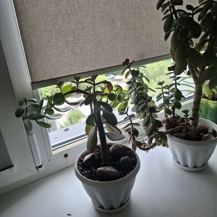 Продам комнатные цветы