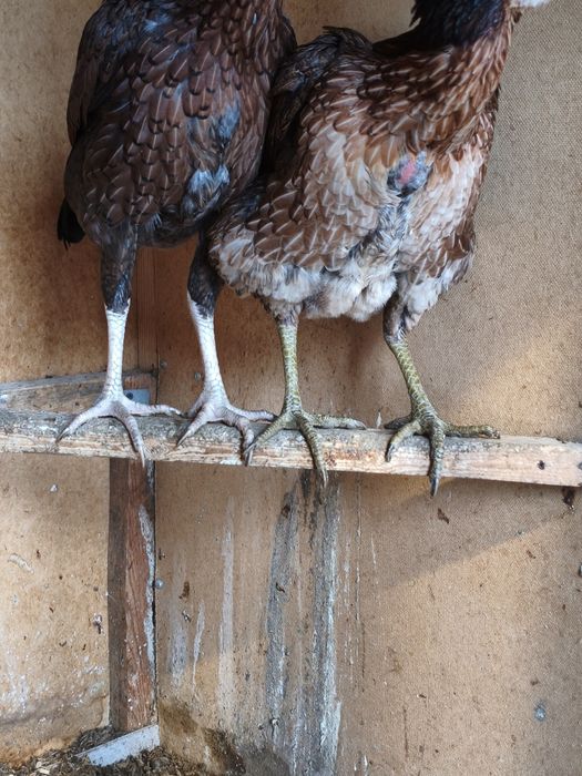 Вьетнамки 2 шт продам