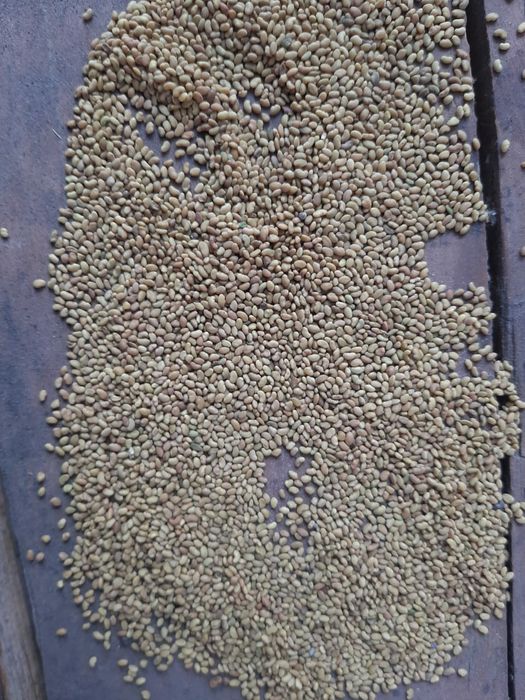 Семена люцерна. Жоныршка тукумы