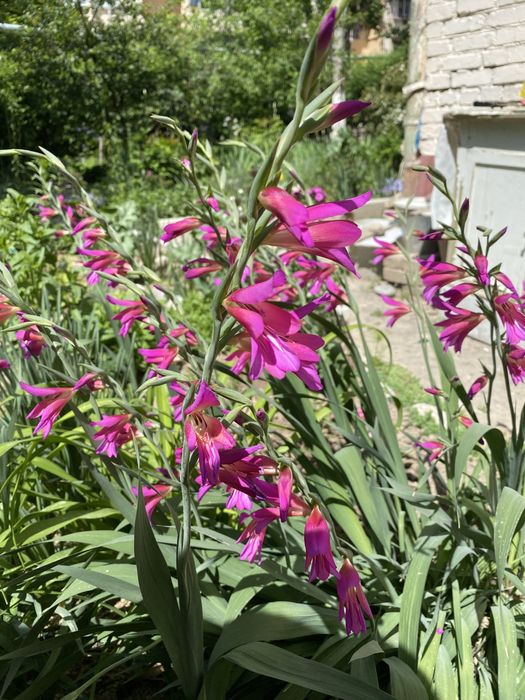 Продам морозник, садовые многолетние цветы