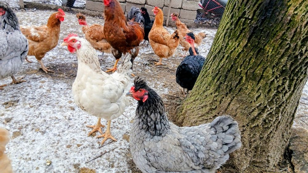 Ouă bio pt consum sau incubat