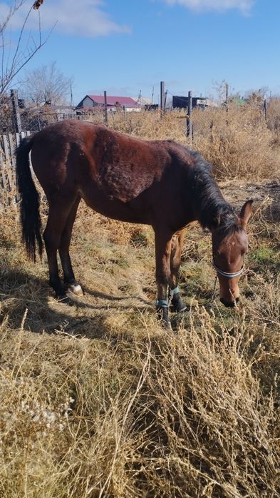 Продам Лошадь...