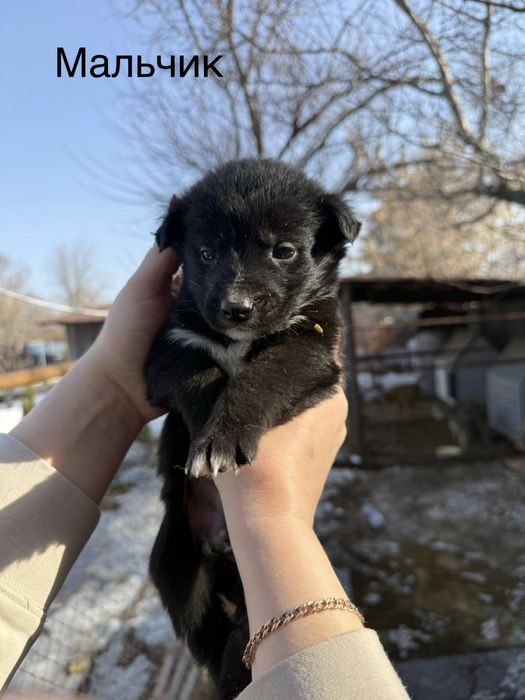 Отдам щенков в добрые руки