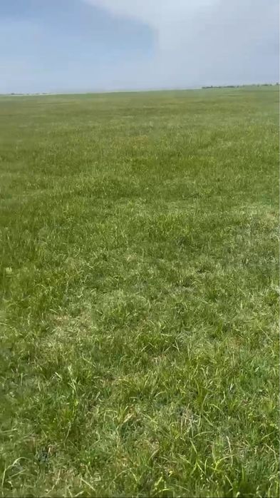 Рулонный дёрн луговой