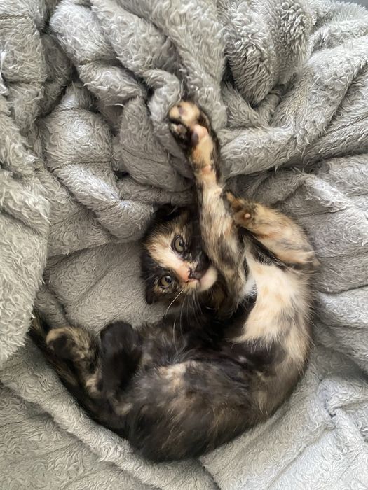 Вислоухий котенок, СРОЧНО