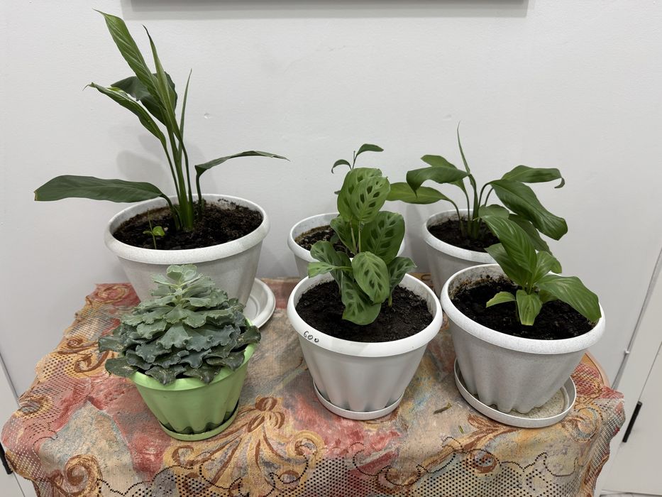 Комнатные растения