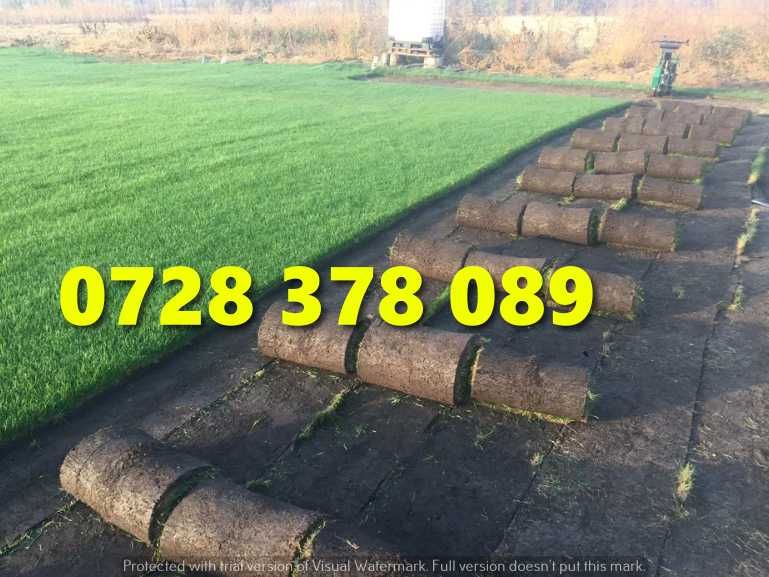 Gazon / Insamantare / Rulouri de Gazon