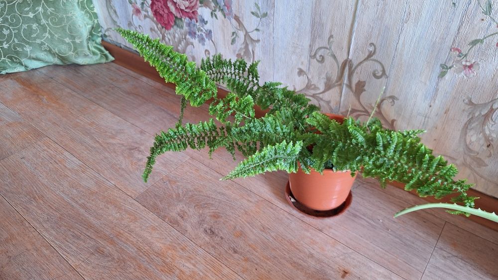 Папаратник в горшке.