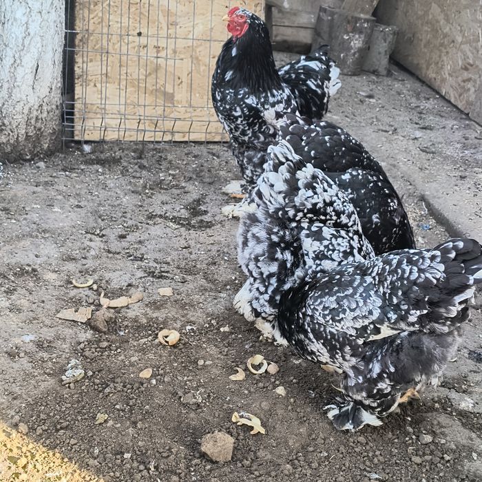 Ouă pentru incubat
