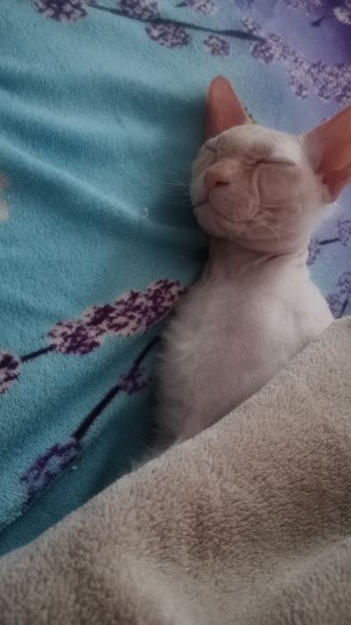 Продам кота свинс