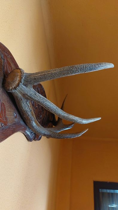 Coarne de cerb pe panoplie sculptata