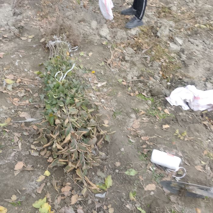 Baxmal olma koʻchatlari sotuvda mavjud