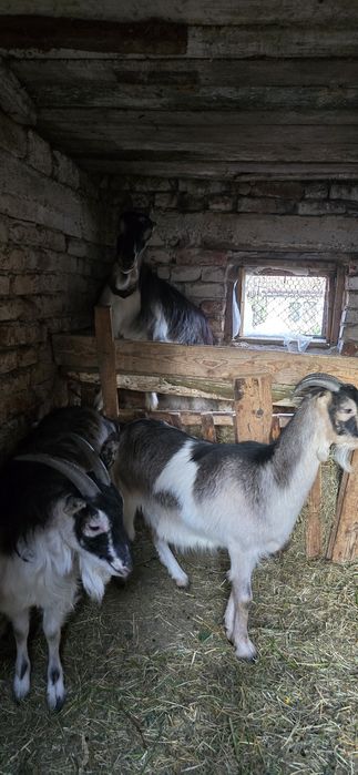 Vând iede de 1 an  din capre foarte bune de lapte