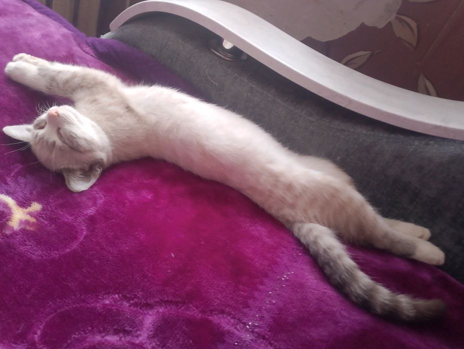 Отдаю котёнка в хорошие руки, мальчик.