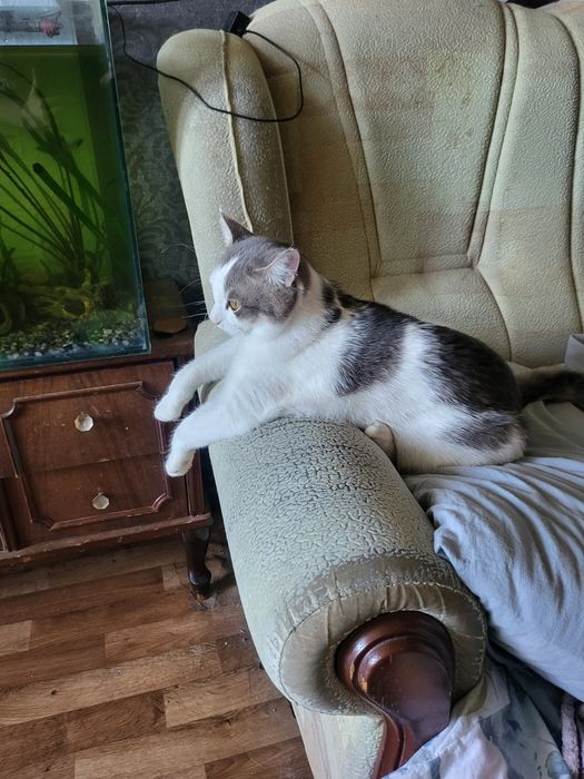 Отдам красивого кота