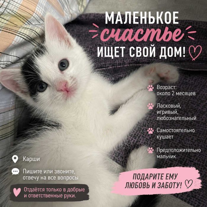 Котенок в добрые руки!