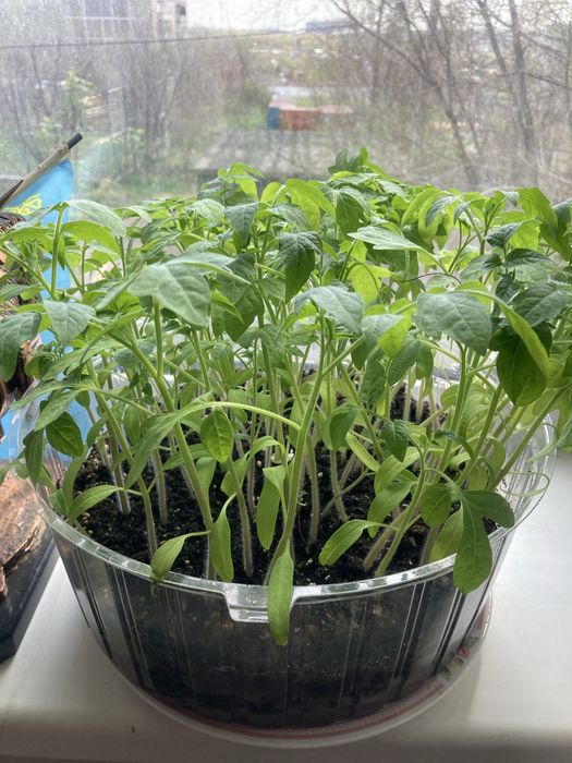 Продам рассаду помидор