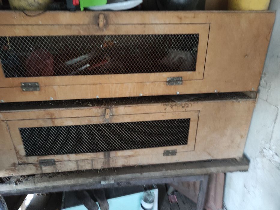 Брудер бойцовый куры петушки