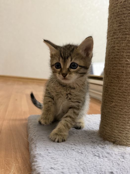Отдам котенка в добрые руки