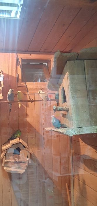 Волнистые попугаи