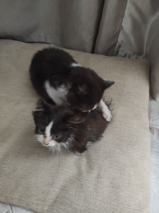 Котятки в добрые руки